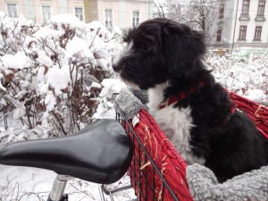 Fahrrad1-klein